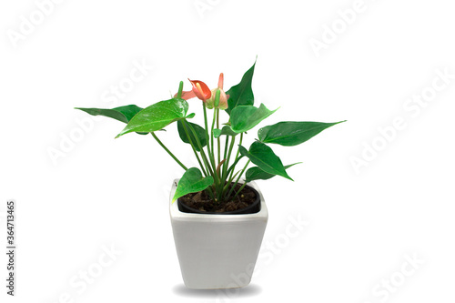 Spadix Red anthurium in the pots of isolated on white background