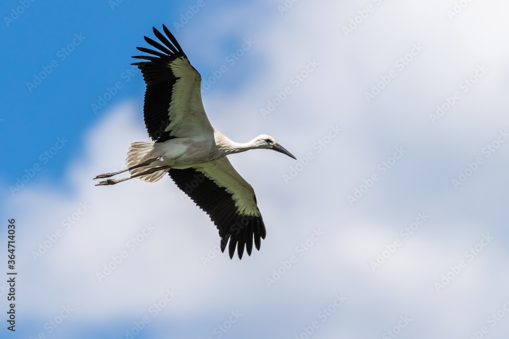 White Stork flying in the meadow