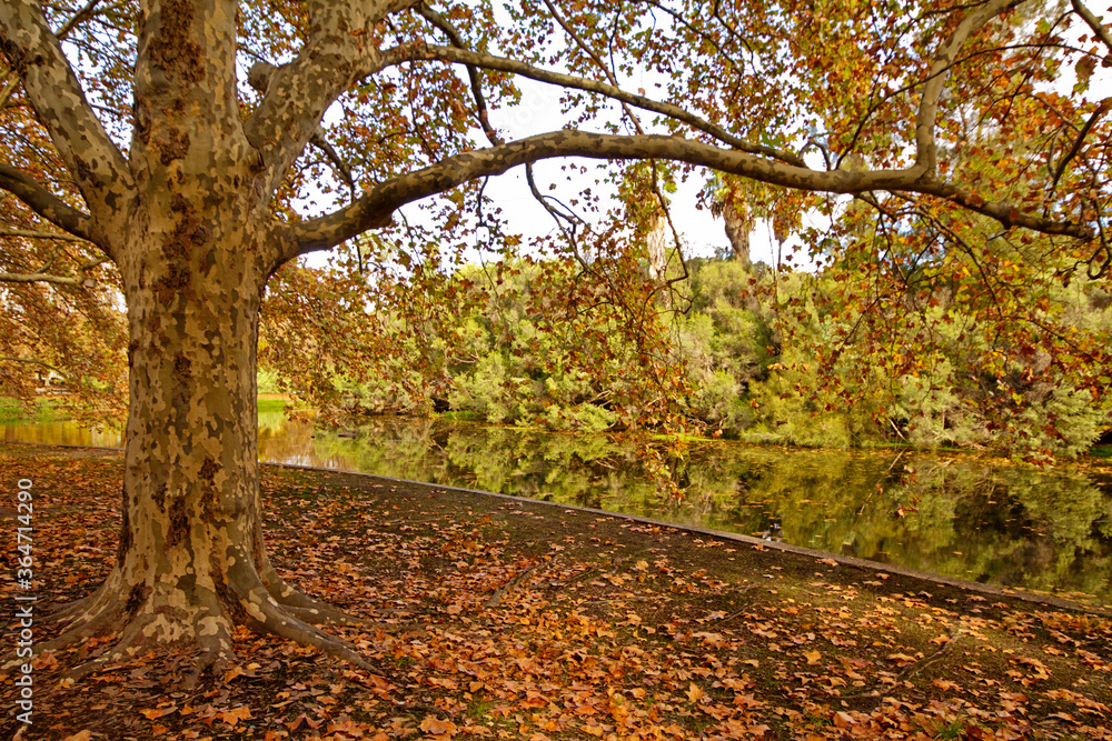 Naklejka premium autumn trees in the park