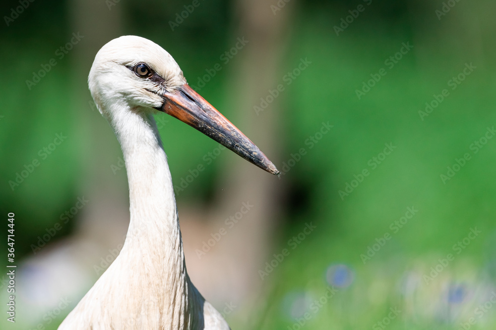 Fototapeta premium White Stork in the meadow