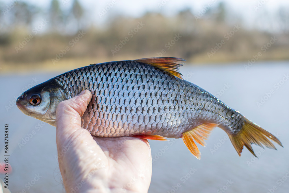 Fototapeta premium Roach in fisherman's hand close up