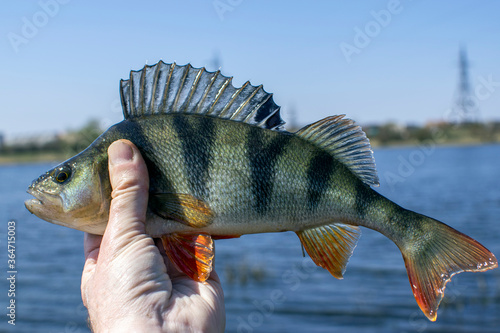 caught perch in hand close-up.