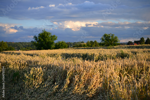 Wheat on the field © Tomasz