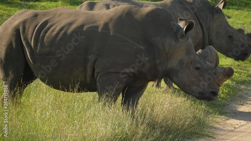 Close up of white rhino bull male walking up to the dirt road on a safari game drive, South Africa. photo