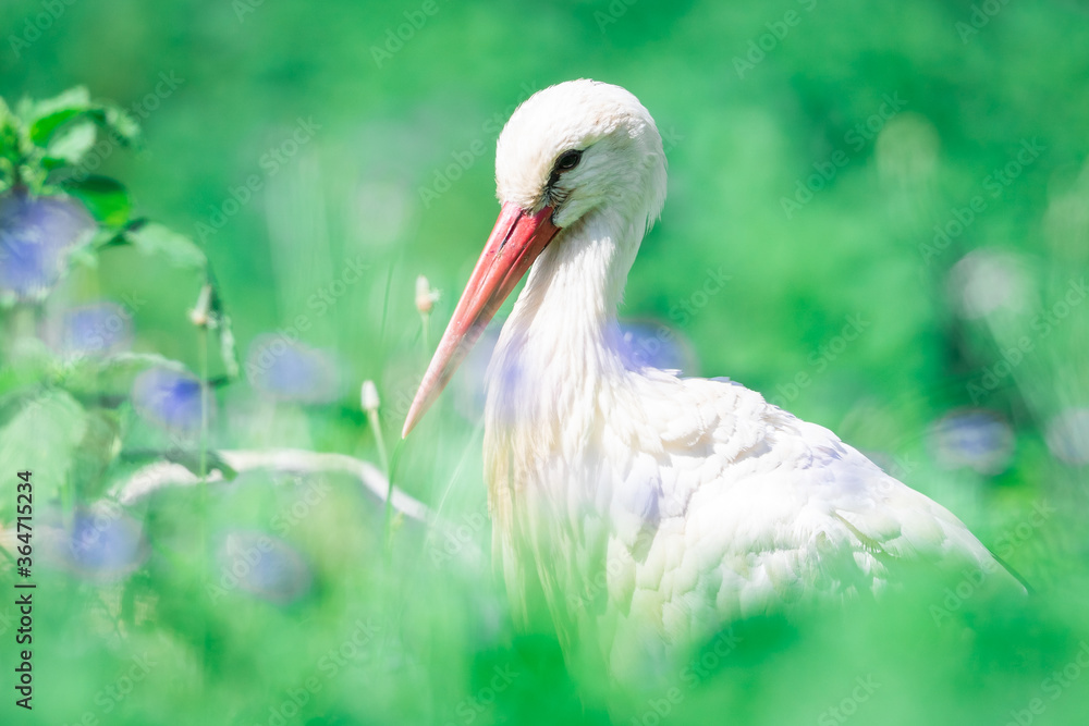 Fototapeta premium White Stork in the meadow
