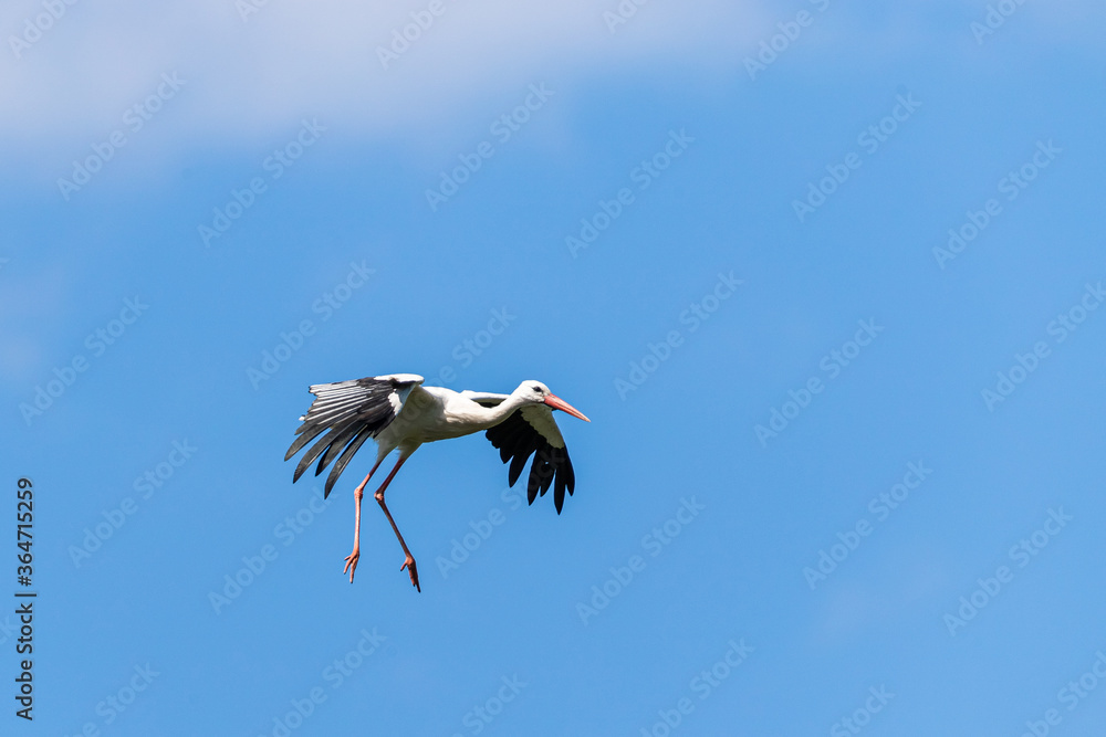 Obraz premium White Stork flying in the meadow