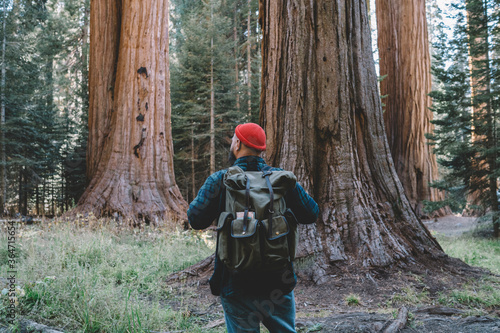 Back view of male explorer with backpack hiking in Sequoia national park on active weekend, guy wanderlust discover nature of forest with giant trees on trekking tour during journey in America .