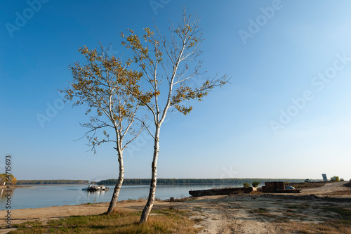 Two young birch trees on the shore of Danube river where a ferry can be seen approaching.