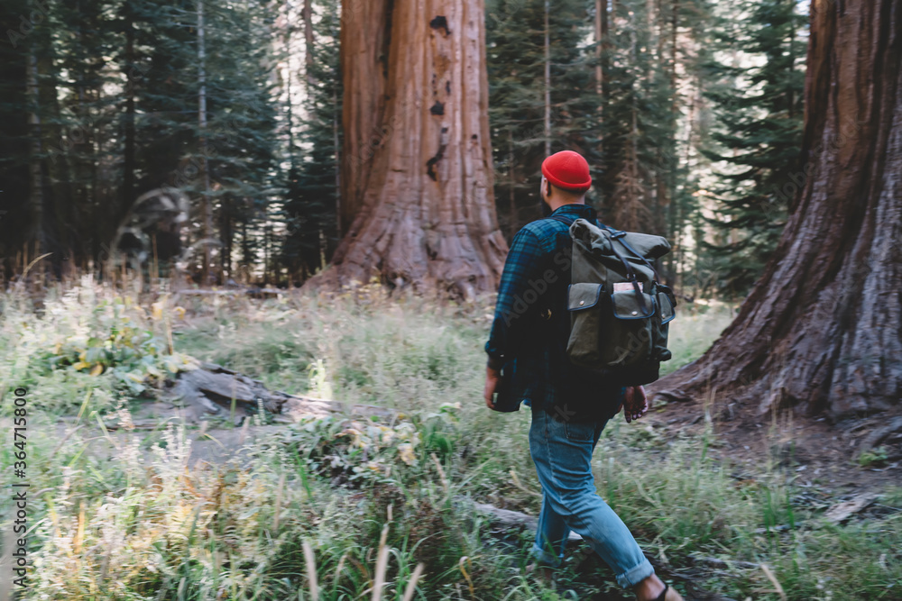 Young guy wanderlust in redwood hiking trails in wild environment with touristic backpack on active weekends, male traveler walking in forest of american Sequoia national park discover giant trees . Young guy wanderlust in redwood hiking trails in wild environment with touristic backpack on active weekends, male traveler walking in forest of american Sequoia national park discover giant trees .