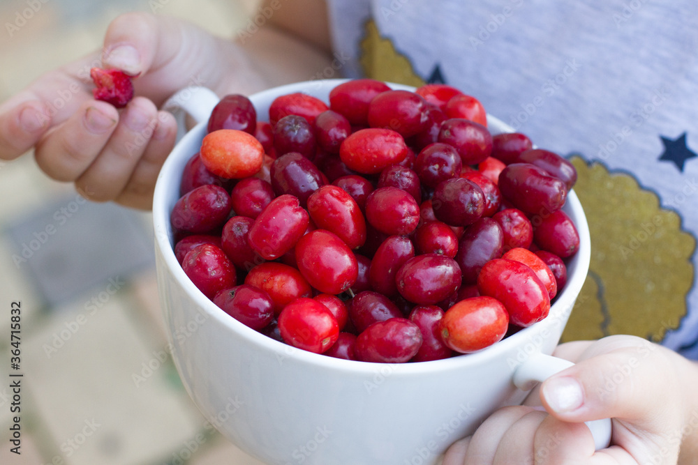 Dogwood is a sweet and sour red fruit. medicinal plant. ripe berries background vitamin. hands holding a white plate of berries. Dogwood with space for text. The concept of health Dogwood is a sweet and sour red fruit. medicinal plant. ripe berries background vitamin. hands holding a white plate of berries. Dogwood with space for text. The concept of health