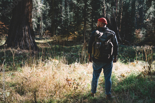 Back view of male explorer with touristic rucksack looking at direction for trekking in wood environment,hipster guy wanderlust spending weekend on discovering american Sequoia national park. © BullRun