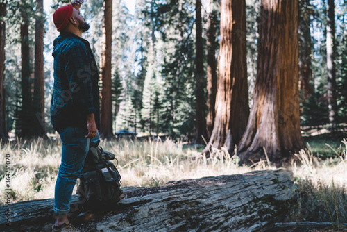 Young male traveler with backpack looking on giant tree hiking in forest exploring wild environment; hipster guy wanderlust on active vacations admire highness of sequoia in american national park