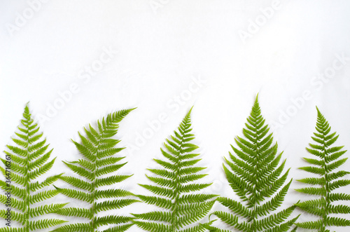 Fern leaves lie in a row below on a white background. Copy space, flat lay, horizontal background, minimalism
