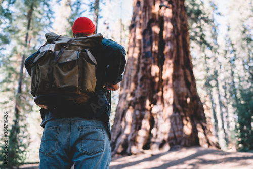Back view of guy wanderlust with backpack standing in Sequoia national park amazed of high arbours, young male explorer looking at gant old tree in forest spending vacation actively on hiking.