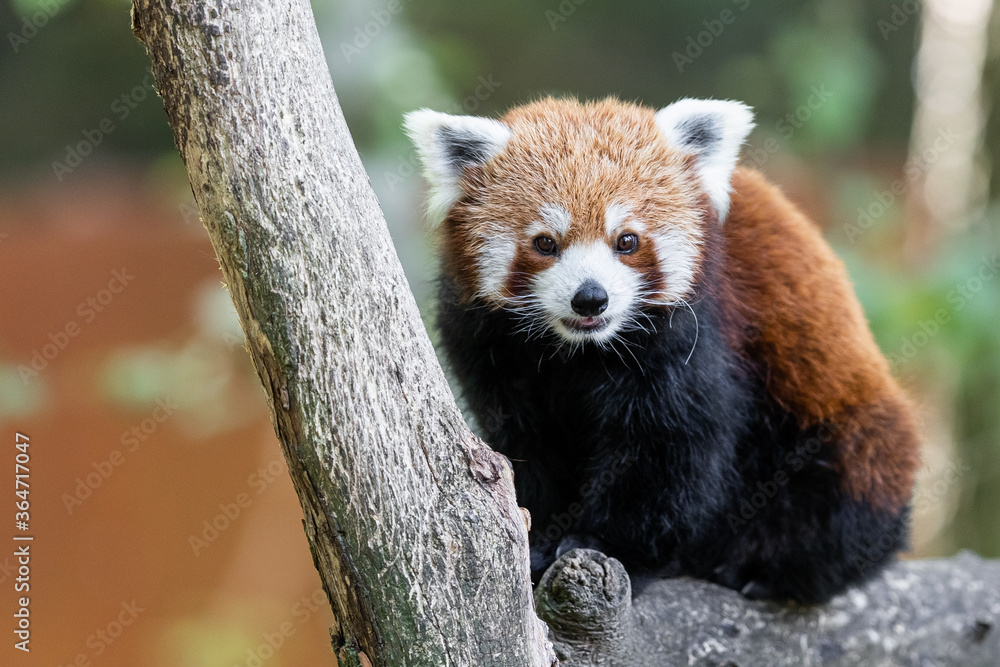 Red panda in the forest Red panda in the forest