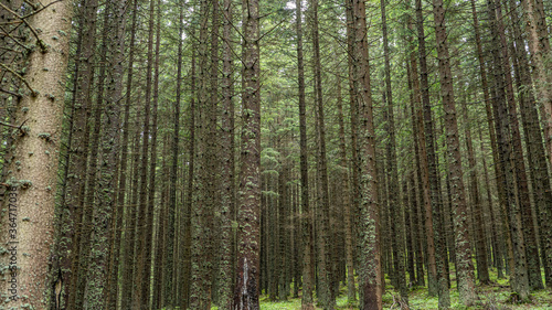 las iglasty w górach, Tatry  © Franciszek