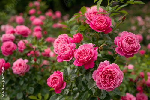 pink roses in garden © Masha