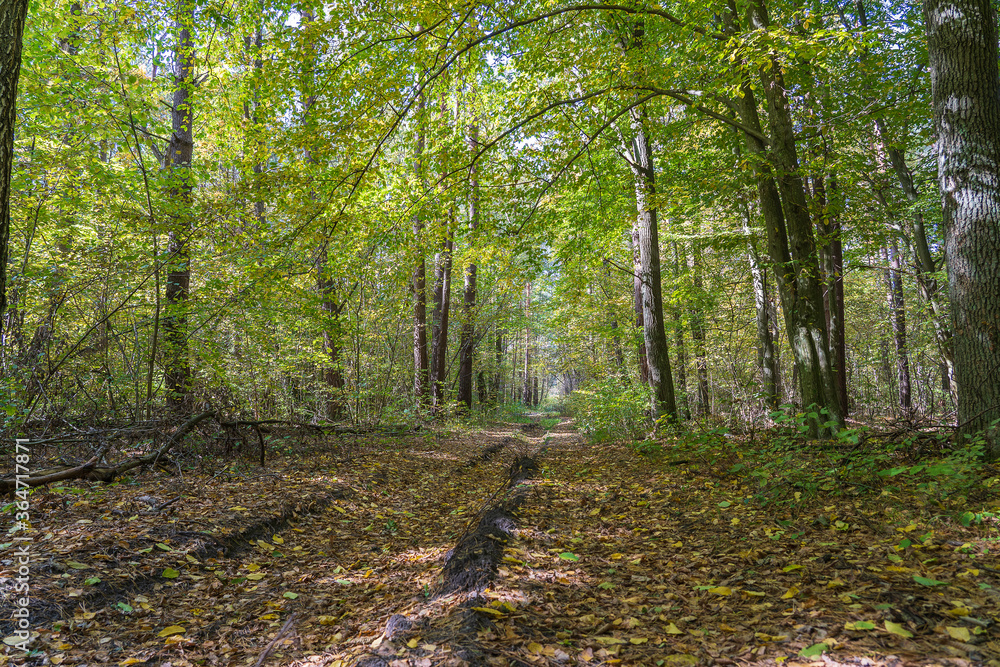 Obraz premium Low angle view of a road in the middle of a forest Trees forming a tunnel over a road in autumn. Ukraine