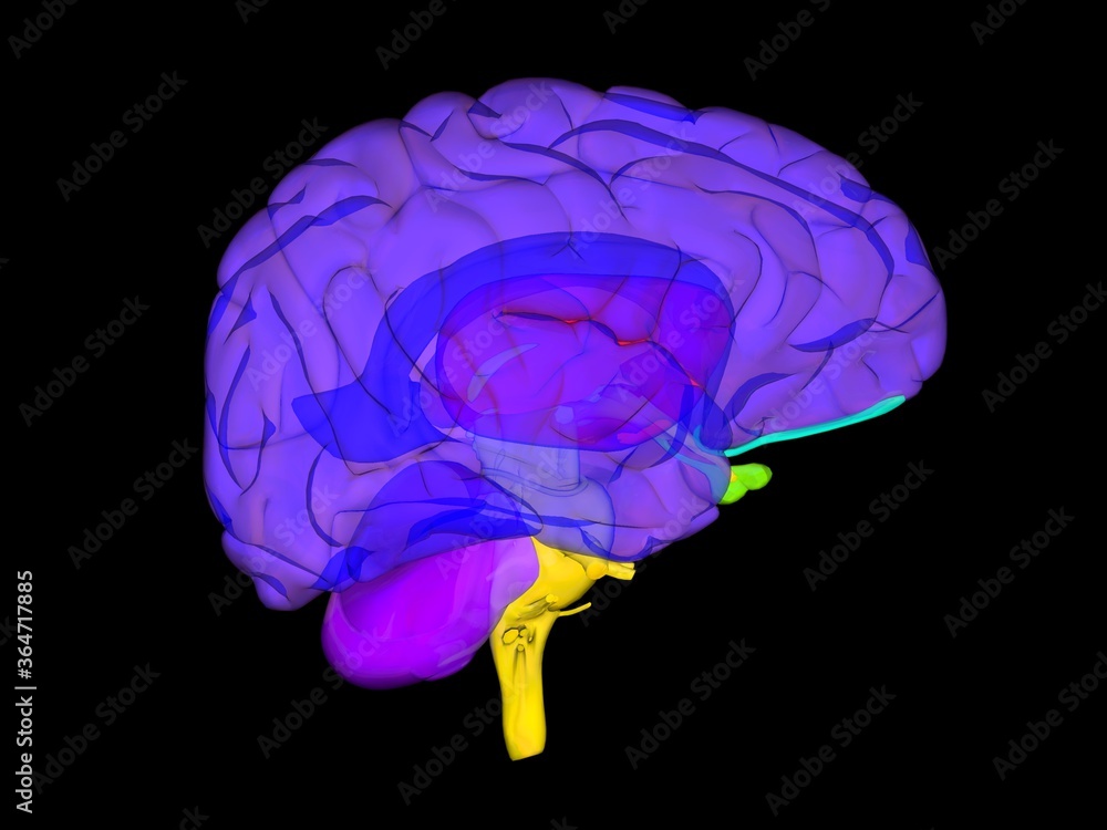 3D render illustration of brain coloured by parts 3D render illustration of brain coloured by parts