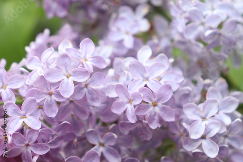 Abstract fresh beautiful lilac in spring and summer for background. Macro photography of flowers