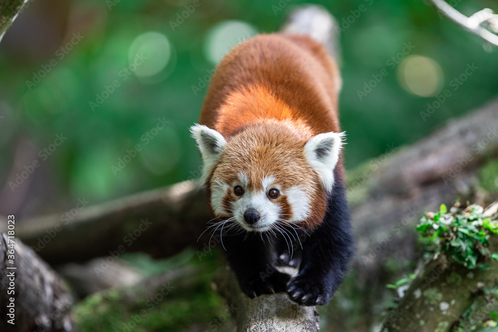 Red panda in the forest