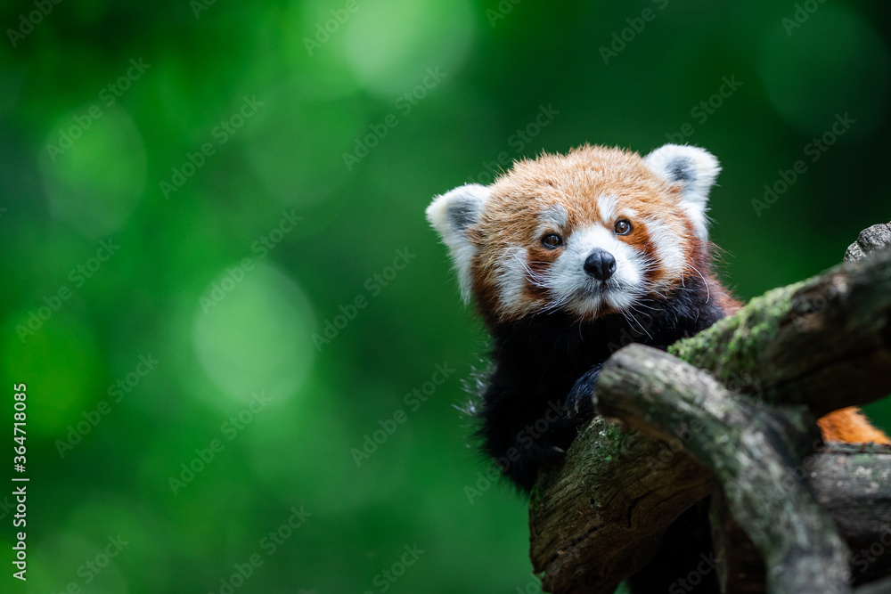 Red panda in the forest