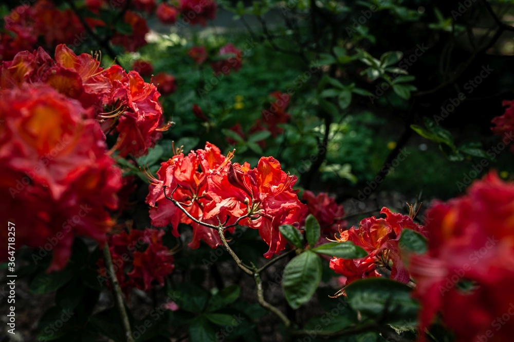 Rhododendron(Azalia) in reds