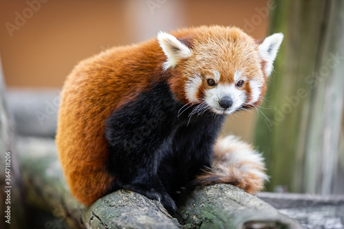 Canvas Print Red panda in the forest