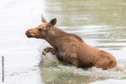 Moose in the forest
