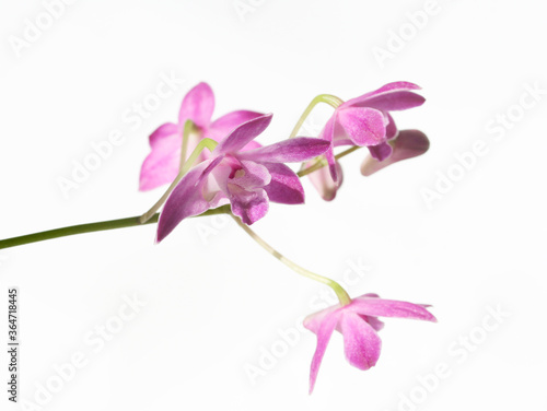Purple Dendrobium orchid isolated on white background
