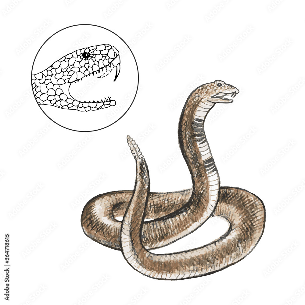 Fototapeta premium rattlesnake. pencil sketch. 