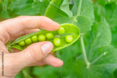 hold an open green pea pod with peas in your hands