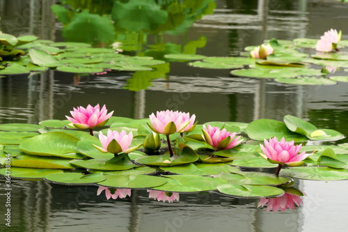 睡蓮の花 photo