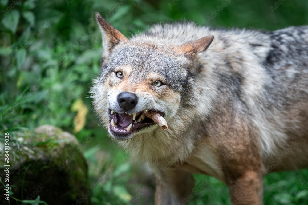 Grey wolf in the forest