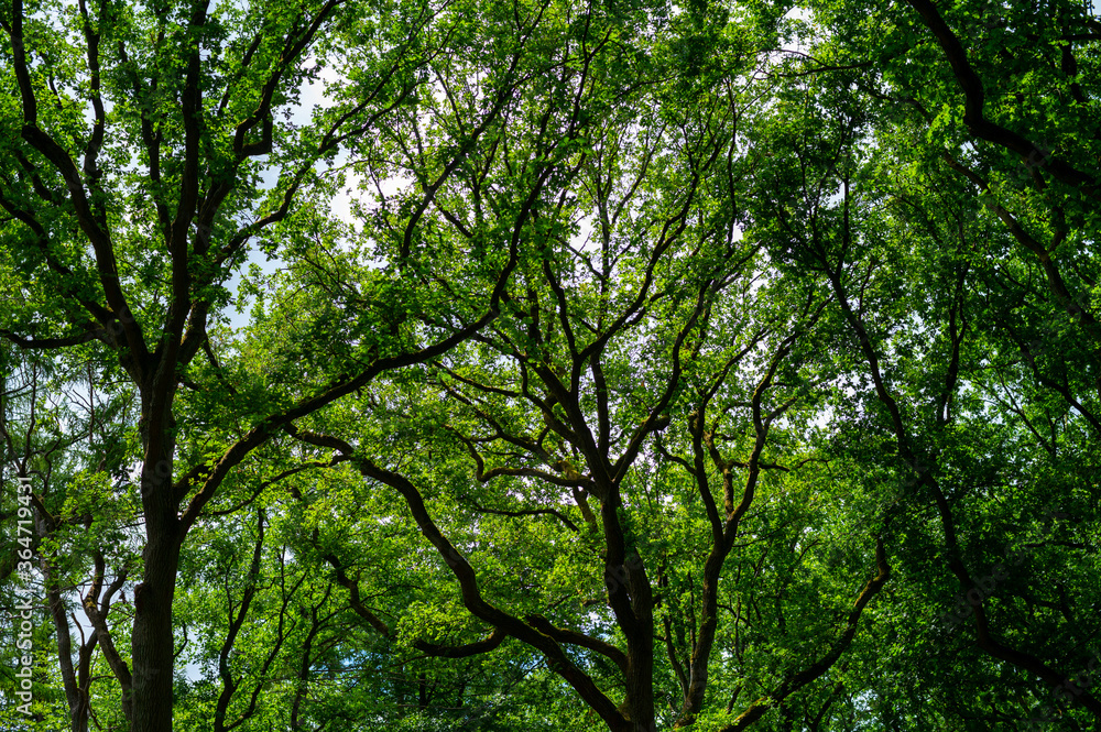Summer hiking in old oak forest with large trees Summer hiking in old oak forest with large trees