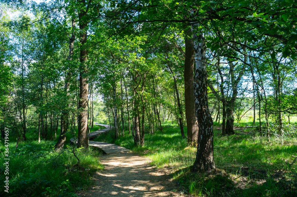 Fototapeta premium Summer vacation destination in Europe, green Kempen forest and meadows in North Brabant, Netherlands in sunny day