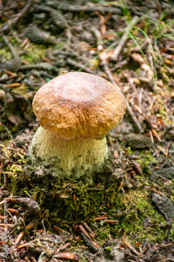 King of edible mushrooms, boletus edulis porcini cepe growing in forest King of edible mushrooms, boletus edulis porcini cepe growing in forest