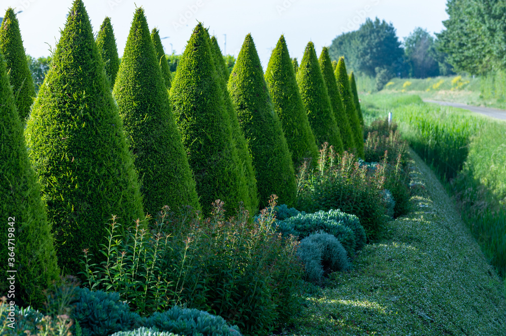 Well shaped green conical thuja coniferous trees in garden Stock Photo
