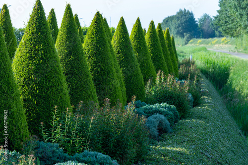 Well shaped green conical thuja coniferous trees in garden photo