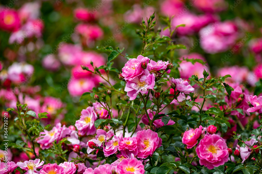 Blossom of pink wild dog roses, summer nature background