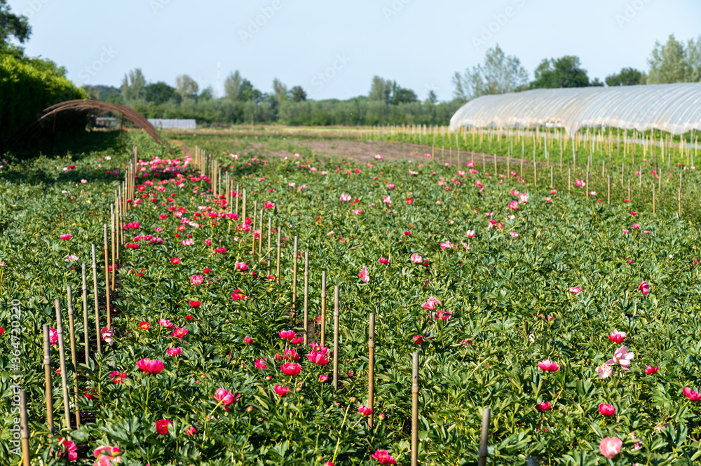 Blossom of pink peony flowers on farm field in Netherlands