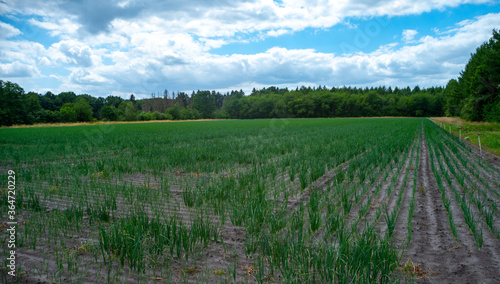 Cultivation of green onion vegetables on farm field