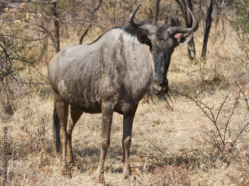 Closeup of solitary blue wildebeest (gnu) standing in the thick bushveld in South Africa Closeup of solitary blue wildebeest (gnu) standing in the thick bushveld in South Africa