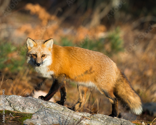 Fox Red Fox animalStock Photo.  Fox Red fox animal on a rock in the forest with bokeh background. Looking at the camera