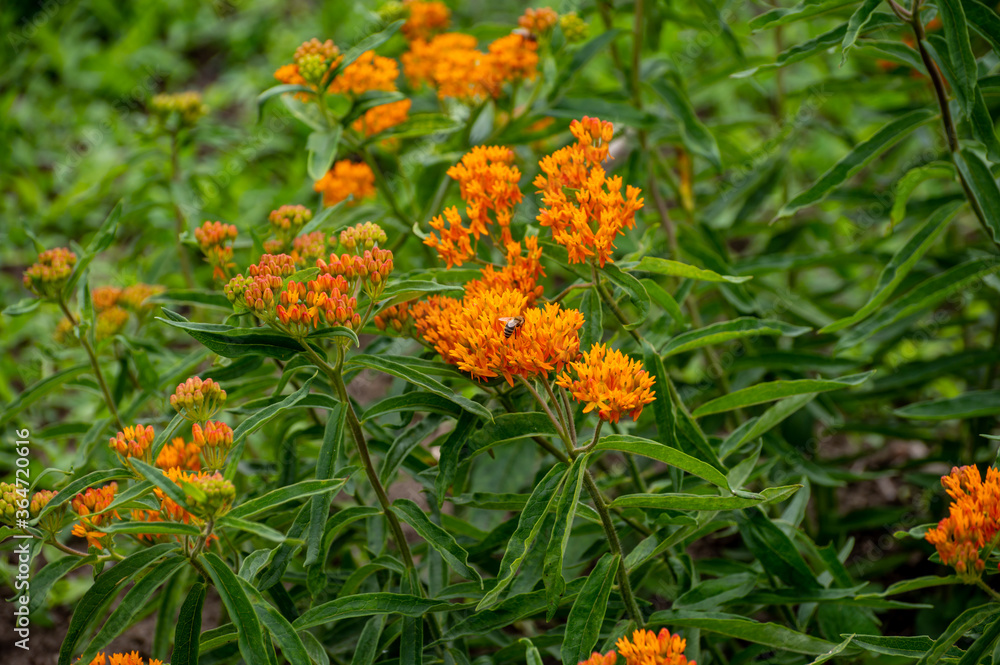 Botanical collection of insect friendly or decorative plants and flowers, Asclepias tuberosa or milkweed, butterfly flower, silkweed, silky swallow-wort, Virginia silkweed plant Botanical collection of insect friendly or decorative plants and flowers, Asclepias tuberosa or milkweed, butterfly flower, silkweed, silky swallow-wort, Virginia silkweed plant