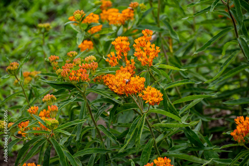 Botanical collection of insect friendly or decorative plants and flowers, Asclepias tuberosa or milkweed, butterfly flower, silkweed, silky swallow-wort, Virginia silkweed plant