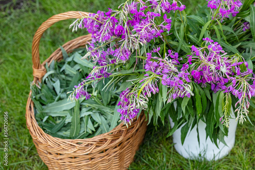Collected leaves of fireweed, Ivan-tea in a basket stands on the grass


