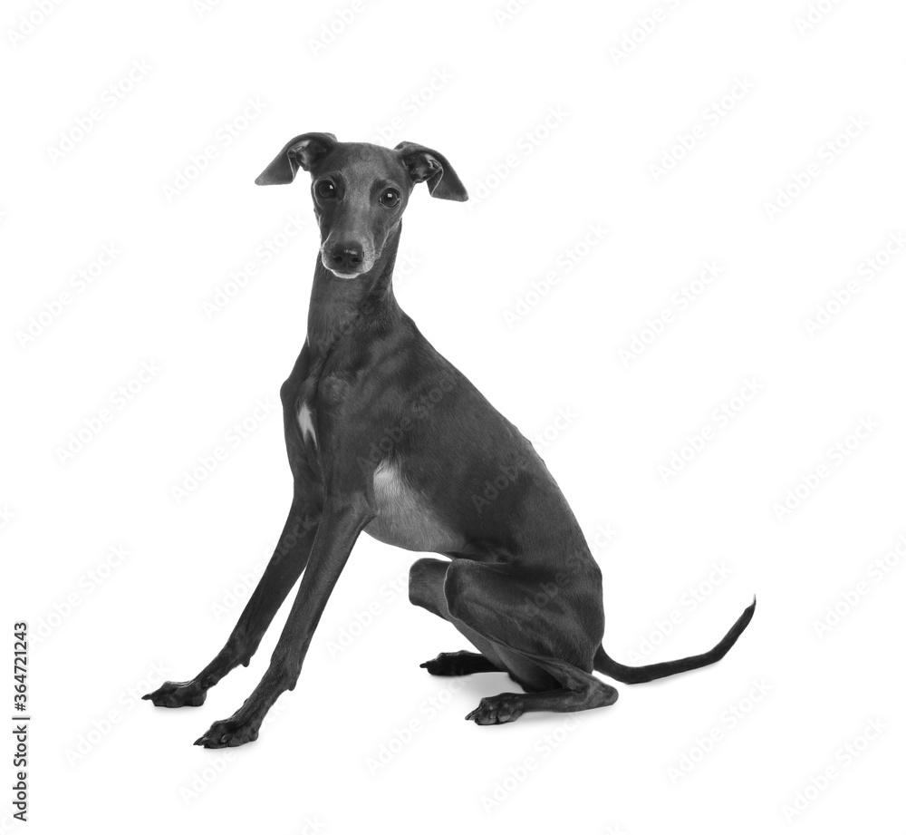 Cute Italian Greyhound dog on white background Cute Italian Greyhound dog on white background