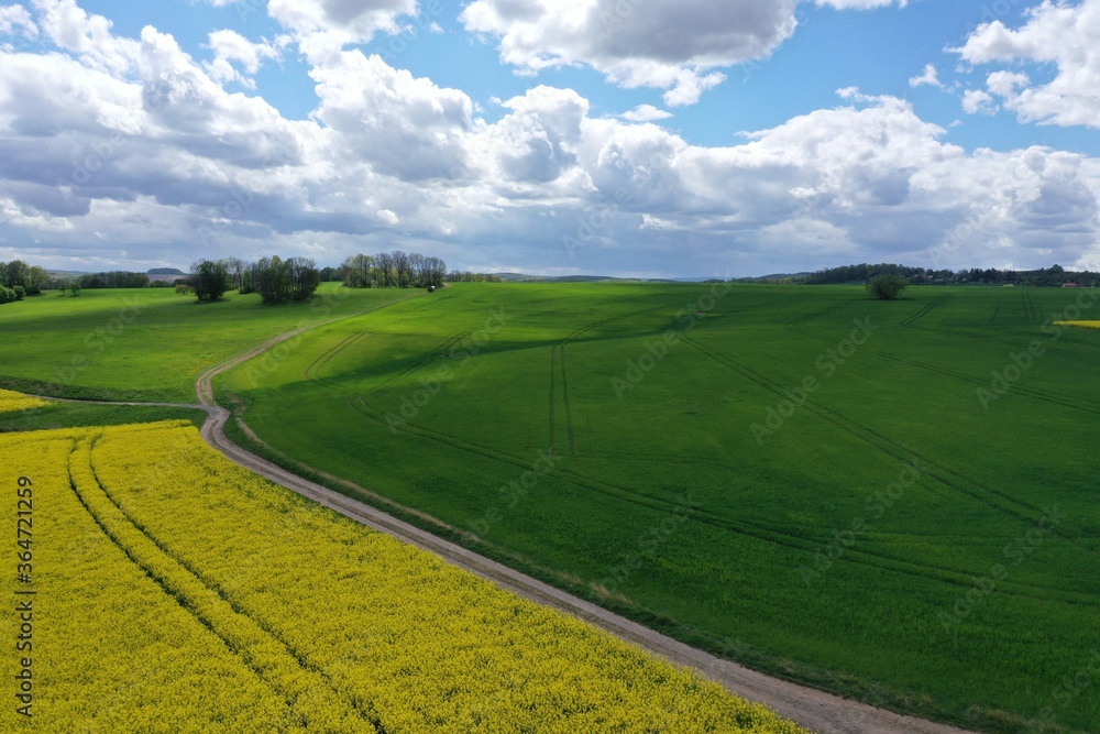 Feldweg im Rapsfeld und Weideland mit wolkigen Himmel Feldweg im Rapsfeld und Weideland mit wolkigen Himmel