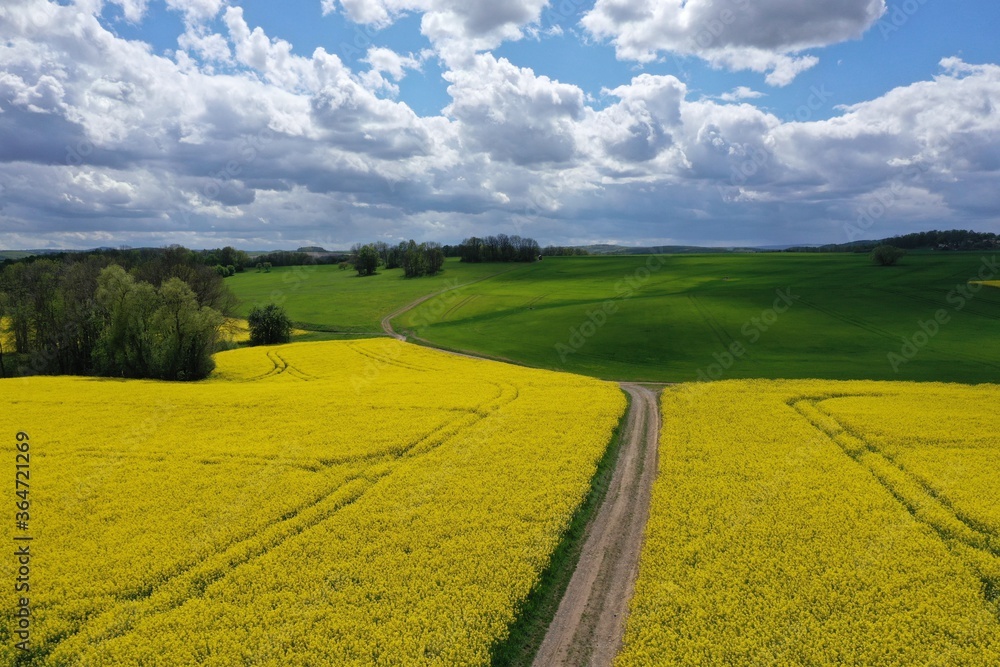 Obraz premium Feldweg im Rapsfeld mit wolkigem Himmel